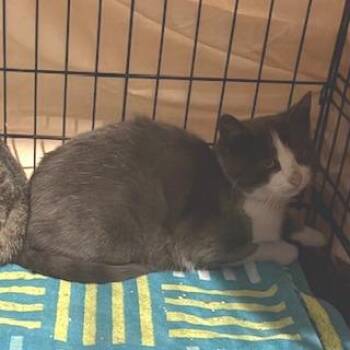 Domestic Short Hair Cats Available for Adoption in Philadelphia, Pennsylvania - Zuzu | PetCurious
