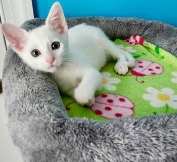 Snowdrop -  Domestic Short Hair Cat for Adoption in Cape Coral, Florida - Snowdrop | PetCurious