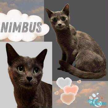 Rescue Domestic Short Hair Cats for Adoption in New Bothwell, Manitoba - Nimbus | PetCurious