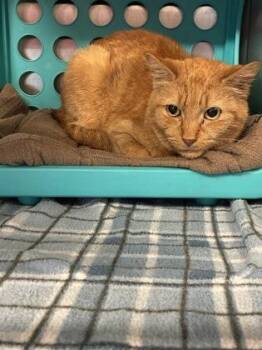 Huge (E13) -  Domestic Short Hair Cat for Adoption in Lafayette, Indiana - Huge (E13) | PetCurious