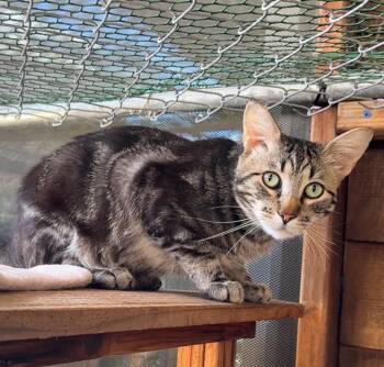 Clove -  Domestic Short Hair Cat for Adoption in Cambria, California - Clove | PetCurious
