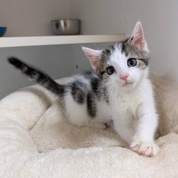 Spam -  Domestic Short Hair Cat for Adoption in Potomac, Maryland - Spam | PetCurious