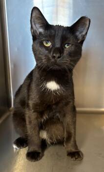 Rescue Tabby Cats for Adoption in Snow Hill, North Carolina - Tipper | PetCurious