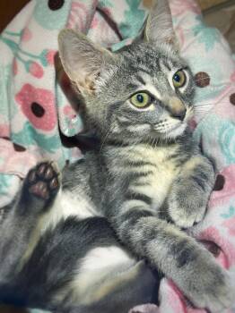 Grace -  Domestic Short Hair Cat for Adoption in Portland, Oregon - Grace | PetCurious