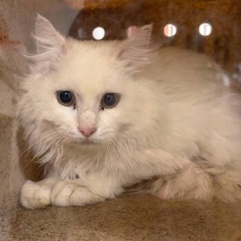 Domestic Short Hair Cats Available for Adoption in Harrisonburg, Virginia - 70858 | PetCurious