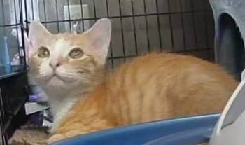 Goldie -  Tabby and Domestic Short Hair Cat for Adoption in Locust Grove, Virginia - Goldie | PetCurious