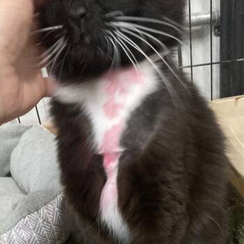 Ruby Peaches -  Domestic Long Hair and Domestic Short Hair Cat for Adoption in Grand Rapids, Minnesota - Ruby Peaches | PetCurious