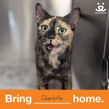 Rescue Domestic Short Hair Cats for Adoption in Houston, Texas - Charlotte | PetCurious