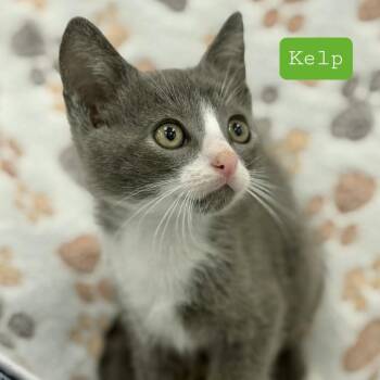 Kelp -  Domestic Short Hair Cat for Adoption in Quail Heights, Florida - Kelp | PetCurious