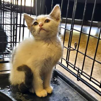 Riley -  Domestic Short Hair Cat for Adoption in Birmingham, Alabama - Riley | PetCurious