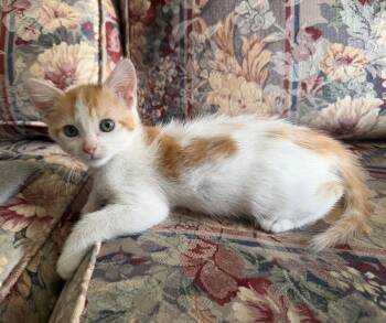 Domestic Medium Hair Cats Available for Adoption in Rosenberg, Texas - Priya | PetCurious