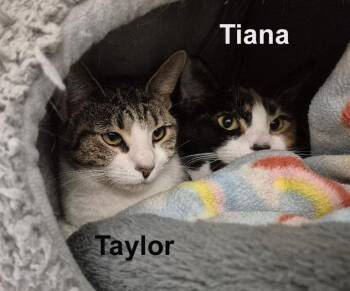 Domestic Short Hair and Tabby Cats Available for Adoption - Tiana & Taylor Madd.  (sweet Sisters) | PetCurious