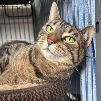 Taylor (with Austin) -  Tabby Cat for Adoption in Huntington, New York - Taylor (with Austin) | PetCurious
