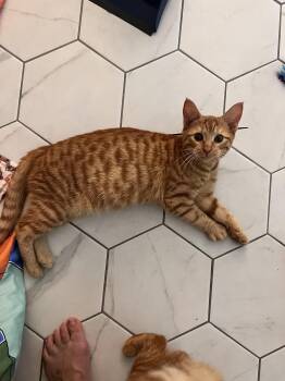 Rescue Domestic Short Hair Cats for Adoption in Albany, New York - Emerald | PetCurious