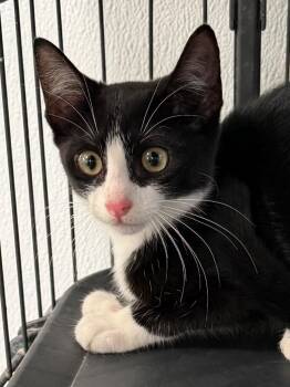 Figaro 26 -  Tuxedo and Domestic Short Hair Cat for Adoption in Brookhaven, Mississippi - Figaro 26 | PetCurious