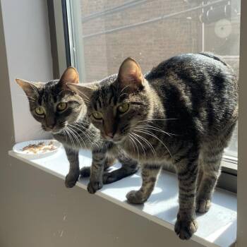 Elevensies -  Domestic Short Hair Cat for Adoption in Chicago, Illinois - Elevensies | PetCurious