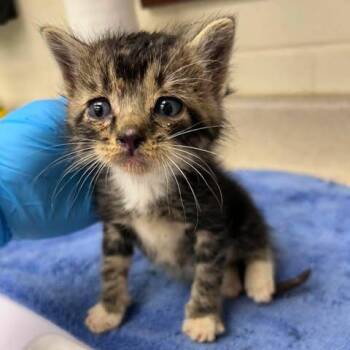 Domestic Short Hair Cats Available for Adoption in Bastrop, Texas - Knox 26-05-179 | PetCurious