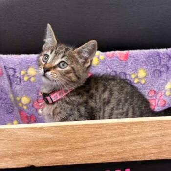 Domestic Short Hair Cats Available for Adoption in Gadsden, Alabama - Beverly Plume | PetCurious