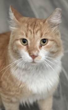 Asia -  Domestic Long Hair Cat for Adoption in Chandler, Arizona - Asia | PetCurious