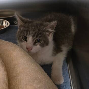 Domestic Short Hair Cats Available for Adoption in Bristol, Indiana - Judah | PetCurious