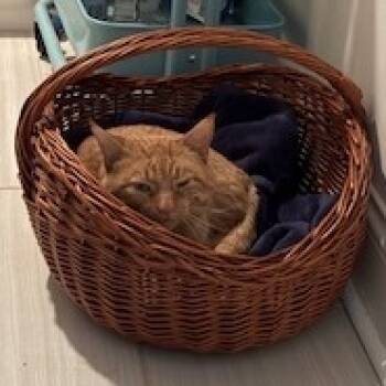 Rescue Domestic Short Hair Cats for Adoption in Wheeling, Illinois - Fulton | PetCurious