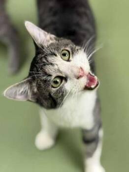 Rescue Domestic Short Hair Cats for Adoption in Batavia, Ohio - Mocha | PetCurious