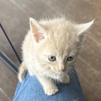 Chaos -  Domestic Short Hair Cat for Adoption in Prosper, Texas - Chaos | PetCurious