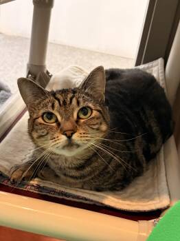 Elsie -  Tabby Cat for Adoption in Redmond, Oregon - Elsie | PetCurious