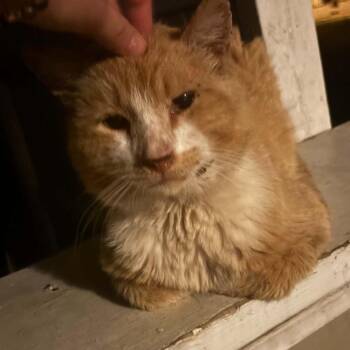 Justin -  Domestic Short Hair Cat for Adoption in Huntington, West Virginia - Justin | PetCurious