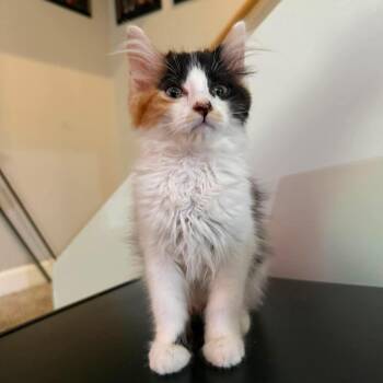 Cri-Kee -  Manx and Domestic Long Hair Cat for Adoption in Rossville, Georgia - Cri-Kee | PetCurious