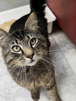Domestic Long Hair Cats Available for Adoption in Maple Ridge, British Columbia - Hazelnut | PetCurious