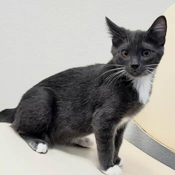 Jagger -  Domestic Short Hair Cat for Adoption in Los Angeles, California - Jagger | PetCurious
