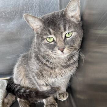 Domestic Short Hair Cats Available for Adoption - Smokie B | PetCurious