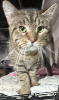 Rescue Tabby Cats for Adoption in Bloomfield, New Jersey - Howie | PetCurious