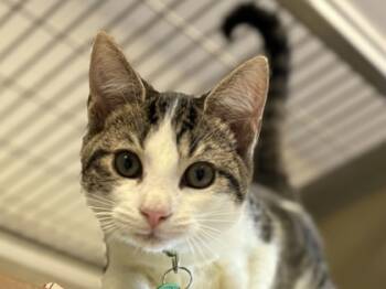 Rescue Domestic Short Hair Cats for Adoption in Virginia Beach, Virginia - Lynx | PetCurious