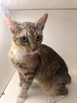 CAROL -  Domestic Short Hair Cat for Adoption in Winter Haven, Florida - CAROL | PetCurious