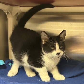 Stitchy -  Domestic Short Hair Cat for Adoption in Walnut Creek, California - Stitchy | PetCurious