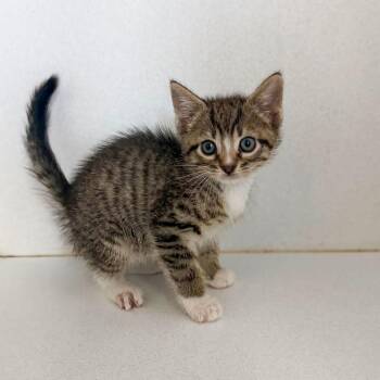 Ra Ra Rasputin -  Tabby and Domestic Short Hair Cat for Adoption in Columbia, South Carolina - Ra Ra Rasputin | PetCurious