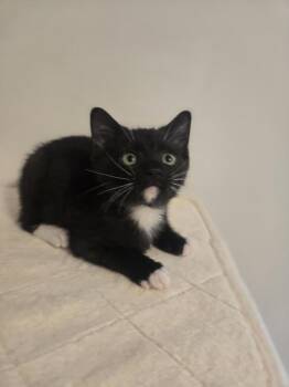 Tajin -  Domestic Short Hair Cat Available for Adoption in Cary, North Carolina - Tajin | PetCurious