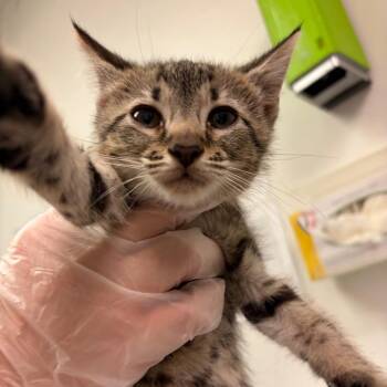 Gretchen Wieners -  Domestic Short Hair Cat for Adoption in Charleston, West Virginia - Gretchen Wieners | PetCurious