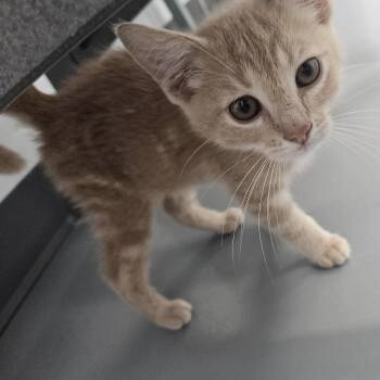 Kebab - At Pet Supplies Plus -  Domestic Short Hair Cat for Adoption in Kalamazoo, Michigan - Kebab - At Pet Supplies Plus | PetCurious