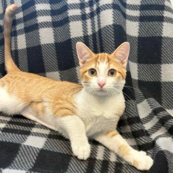 Rescue Tabby Cats for Adoption in Rushville, Illinois - Eva | PetCurious