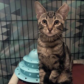 Courgette -  Domestic Short Hair Cat for Adoption in Chicago, Illinois - Courgette | PetCurious
