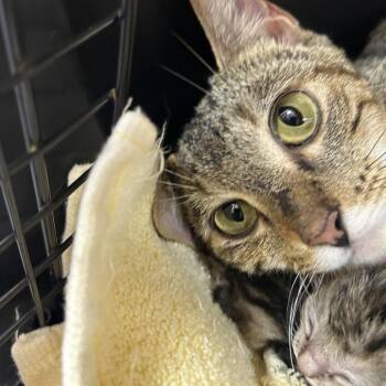 Leena -  Domestic Short Hair Cat for Adoption in Starkville, Mississippi - Leena | PetCurious