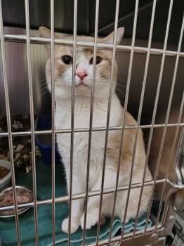 Domestic Short Hair Cats Available for Adoption in Mauston, Wisconsin - Rusty | PetCurious