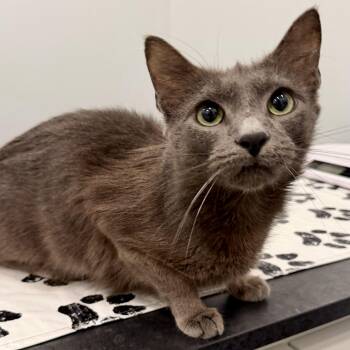 Russian Blue and Domestic Short Hair Cats Available for Adoption - Cloudy | PetCurious