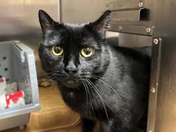 Domestic Short Hair Cats Available for Adoption - Mr. Baby | PetCurious