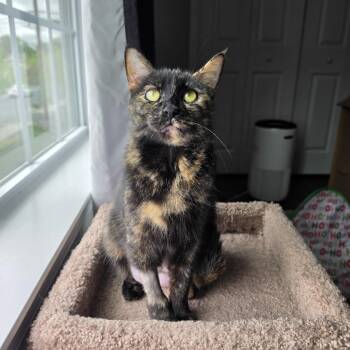 Domestic Short Hair Cats Available for Adoption in Hershey, Pennsylvania - Minnie | PetCurious