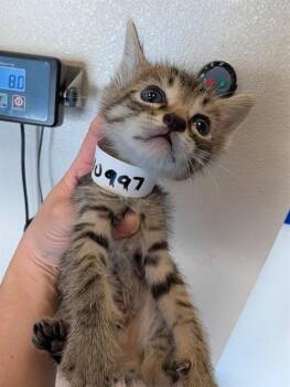 BUD - IN FOSTER -  Domestic Short Hair Cat for Adoption in Ontario, California - BUD - IN FOSTER | PetCurious