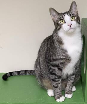 Domestic Short Hair Cats Available for Adoption in Los Angeles, California - Shohei (very Friendly) | PetCurious